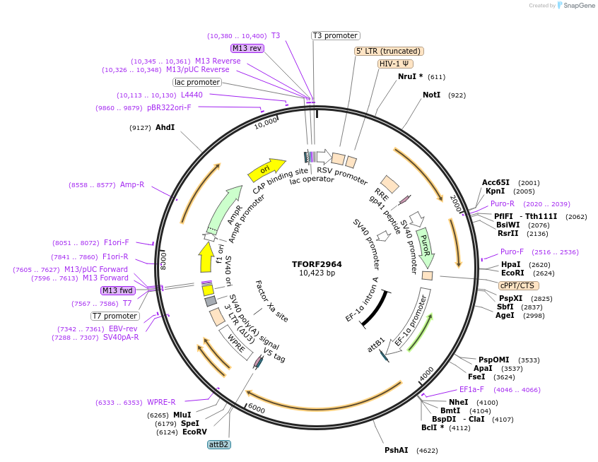 144440-plasmid-map-sequence-id-404204