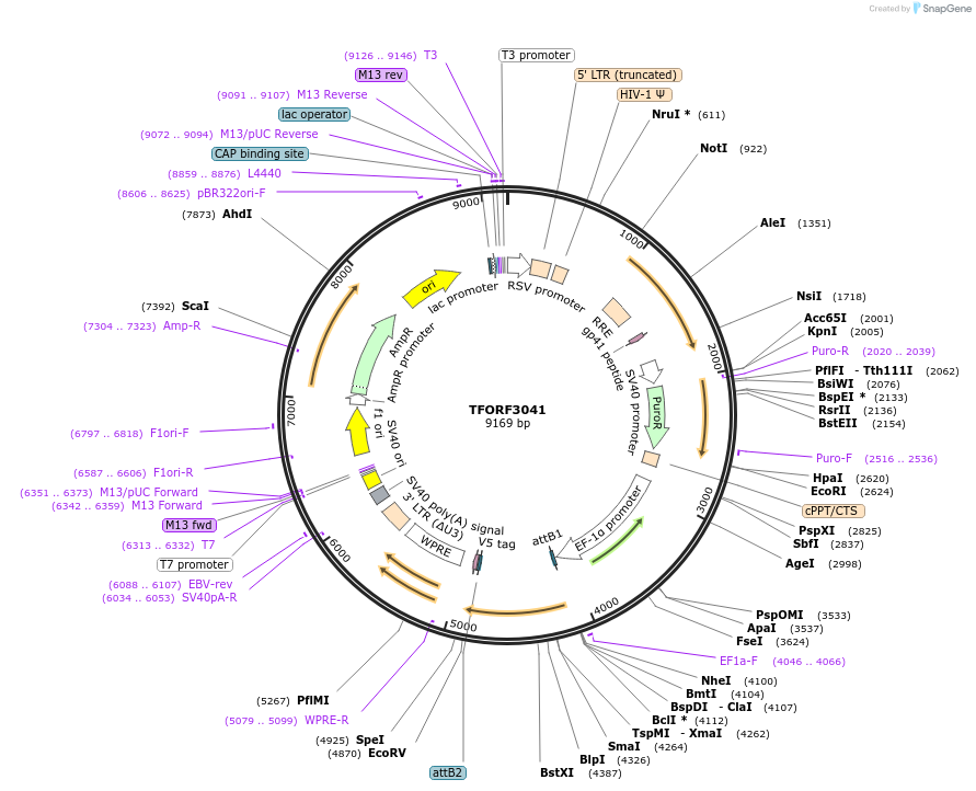 144517-plasmid-map-sequence-id-404208