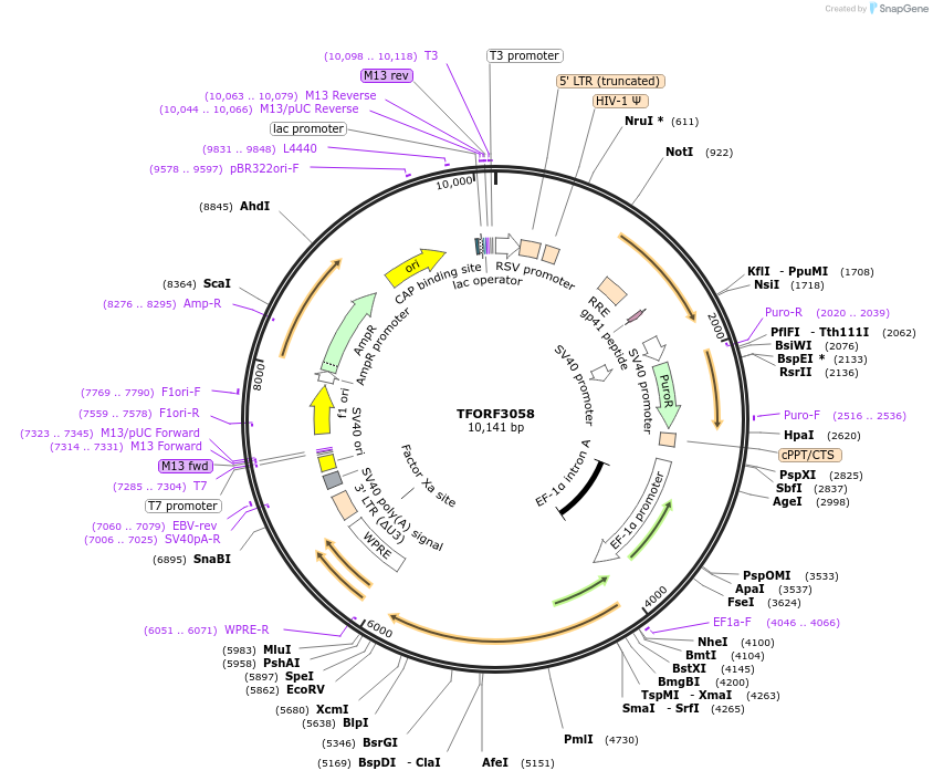 144534-plasmid-map-sequence-id-404210