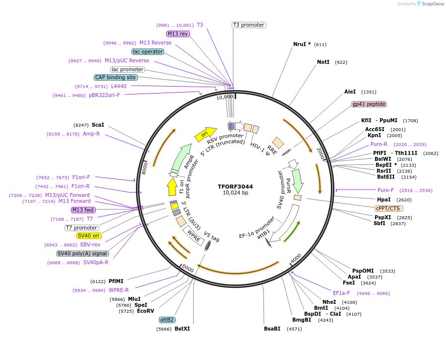 144520-plasmid-map-sequence-id-404214