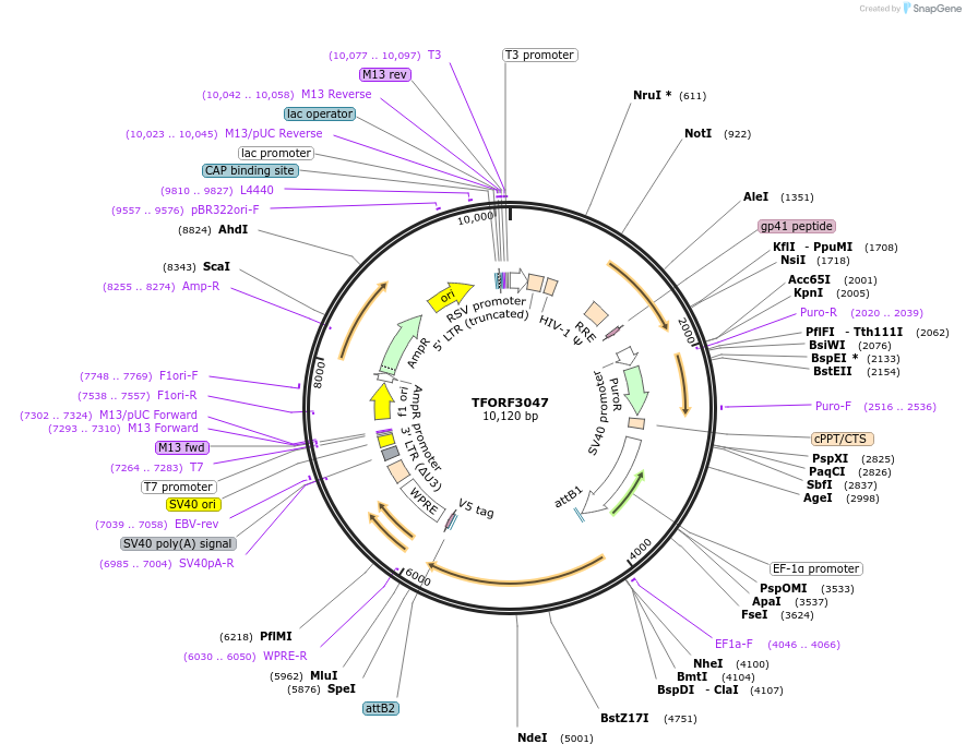 144523-plasmid-map-sequence-id-404215