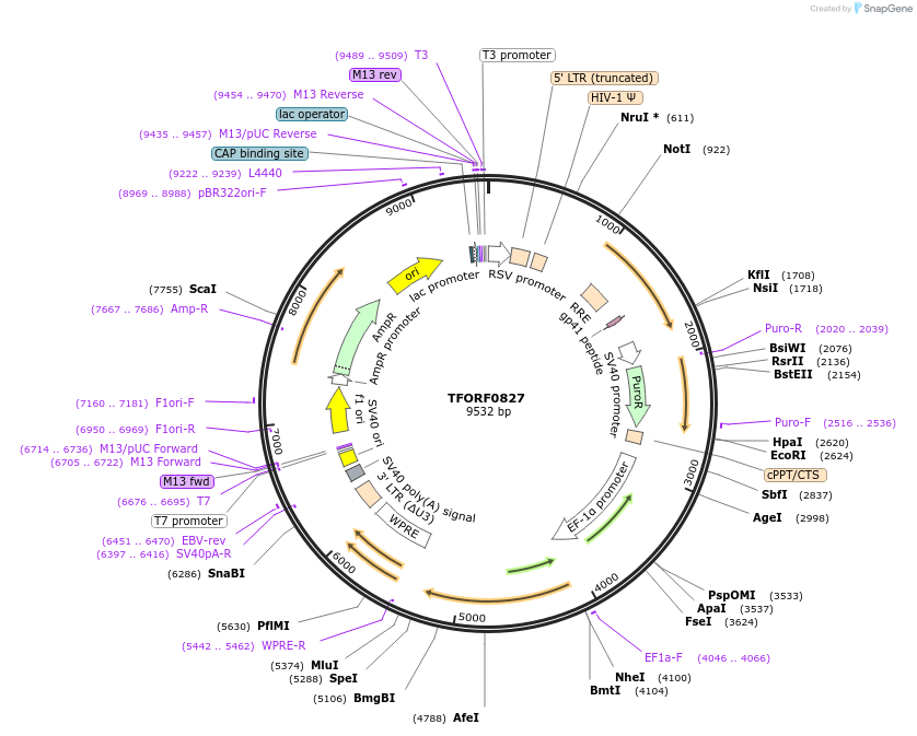 141722-plasmid-map-sequence-id-404216