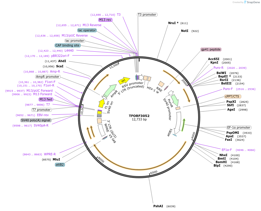 144528-plasmid-map-sequence-id-404217