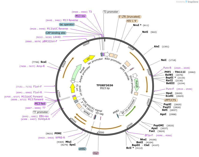 144512-plasmid-map-sequence-id-404218