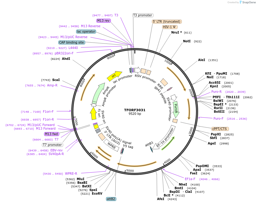144507-plasmid-map-sequence-id-404219