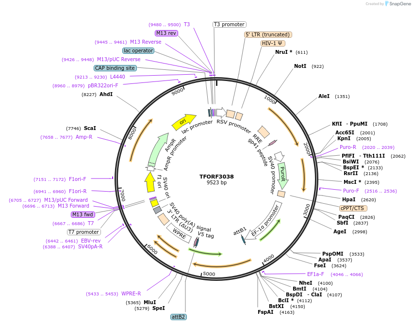 144514-plasmid-map-sequence-id-404224