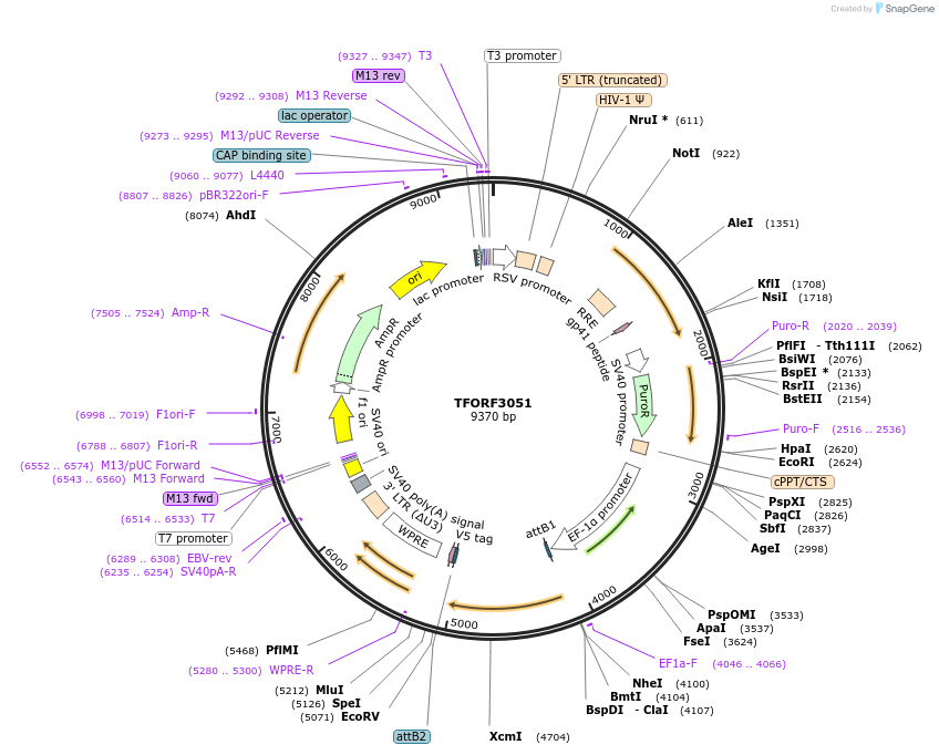 144527-plasmid-map-sequence-id-404225