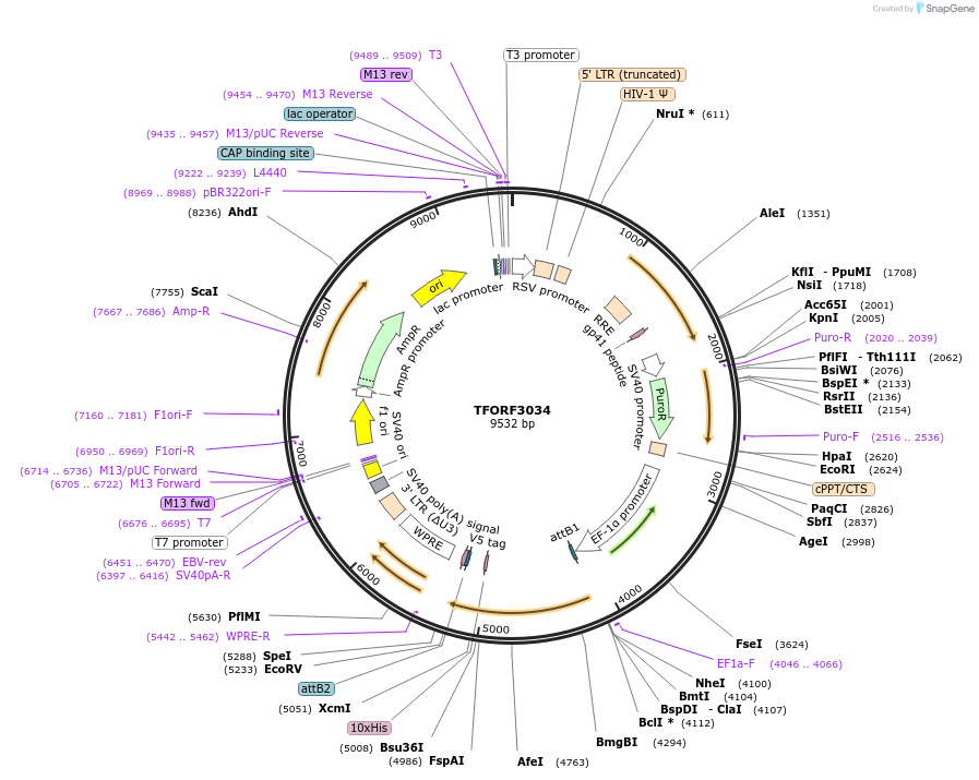 144510-plasmid-map-sequence-id-404226