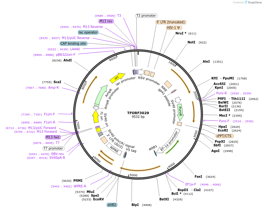 144505-plasmid-map-sequence-id-404228