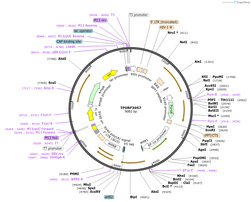144533-plasmid-map-sequence-id-404229