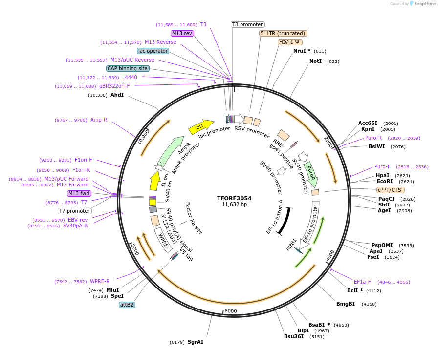 144530-plasmid-map-sequence-id-404230