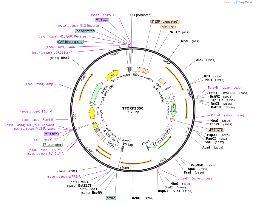 144526-plasmid-map-sequence-id-404231