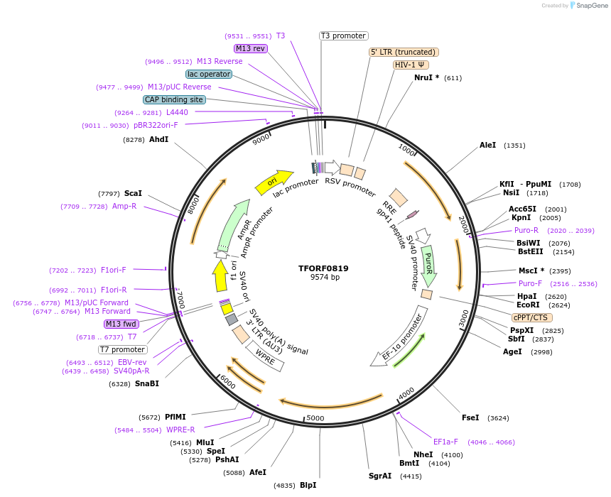 141719-plasmid-map-sequence-id-404233