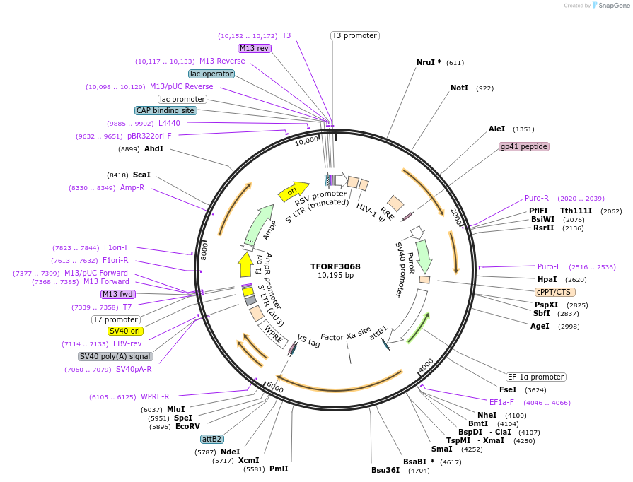 144544-plasmid-map-sequence-id-404235