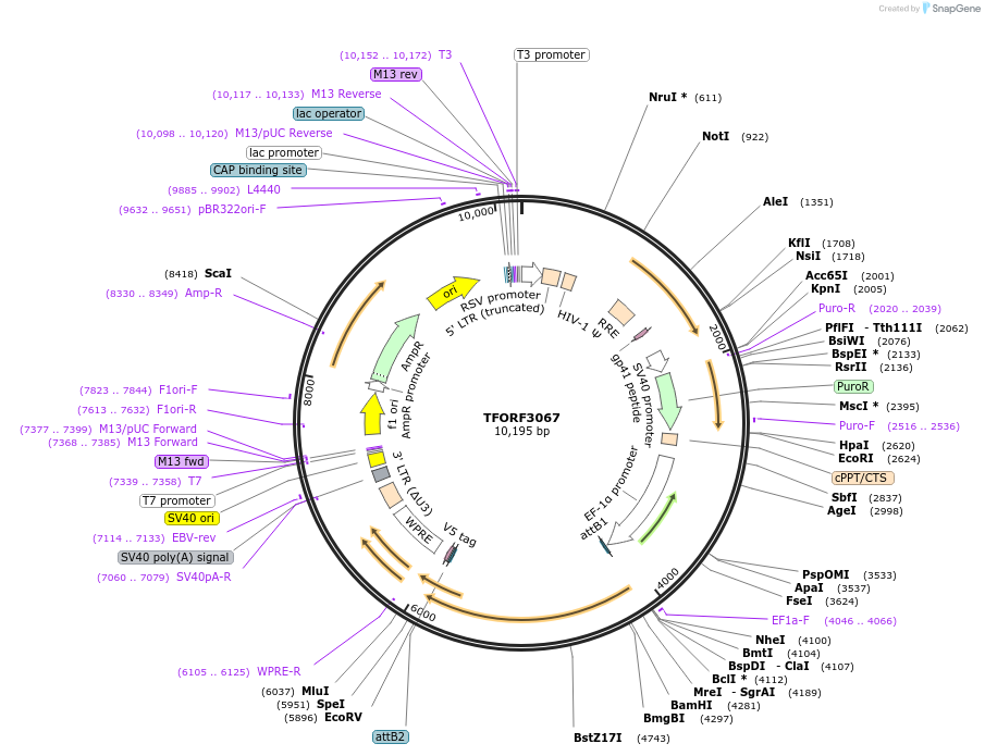 144543-plasmid-map-sequence-id-404236