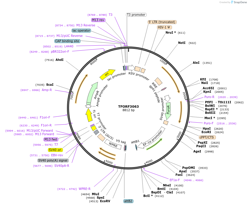 144539-plasmid-map-sequence-id-404240