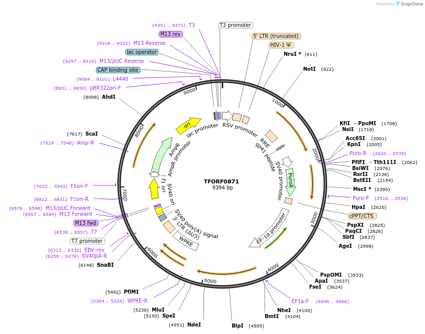 141742-plasmid-map-sequence-id-404241