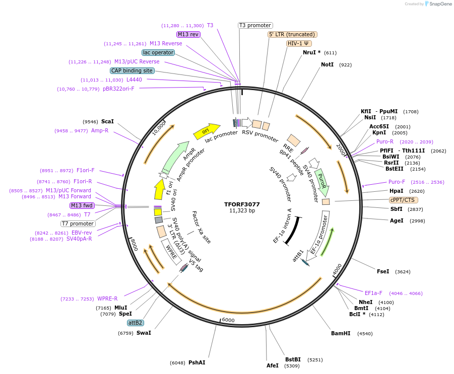 144553-plasmid-map-sequence-id-404243