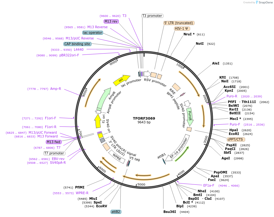 144545-plasmid-map-sequence-id-404247
