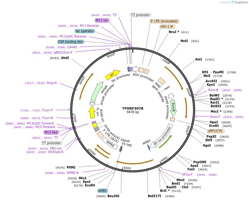 144554-plasmid-map-sequence-id-404248