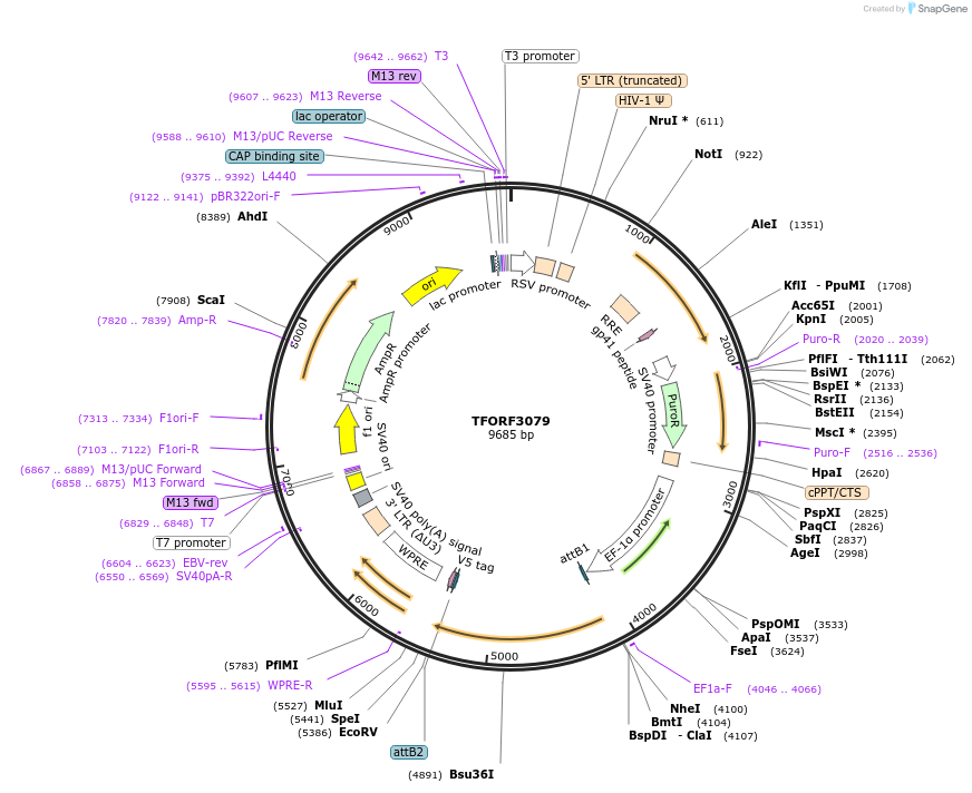 144555-plasmid-map-sequence-id-404252