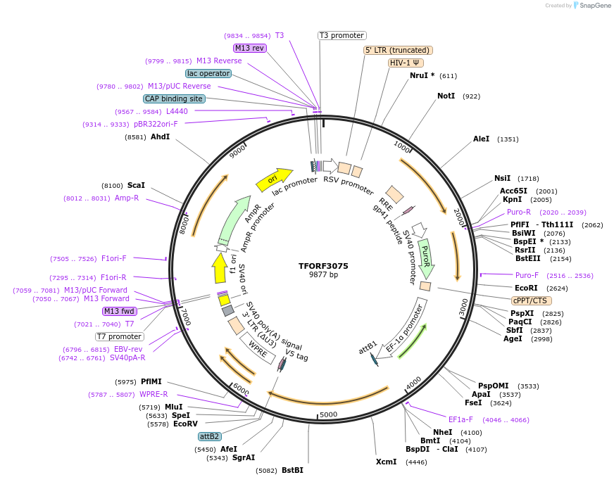 144551-plasmid-map-sequence-id-404253