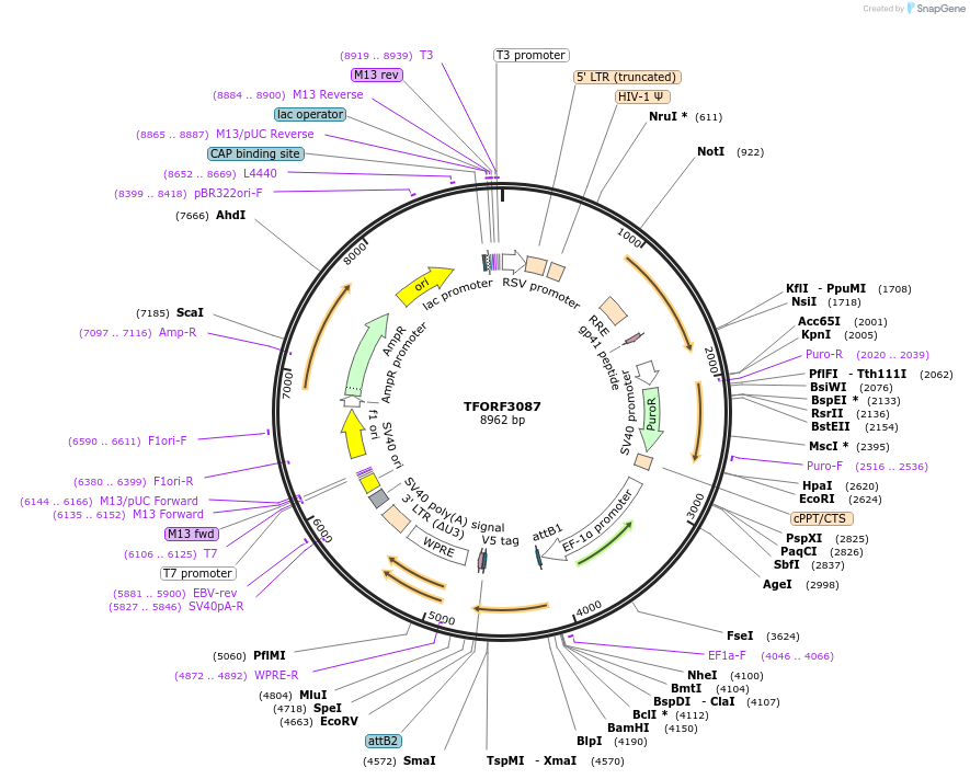 144563-plasmid-map-sequence-id-404254