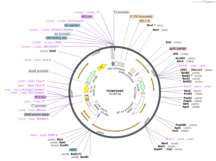 144541-plasmid-map-sequence-id-404257