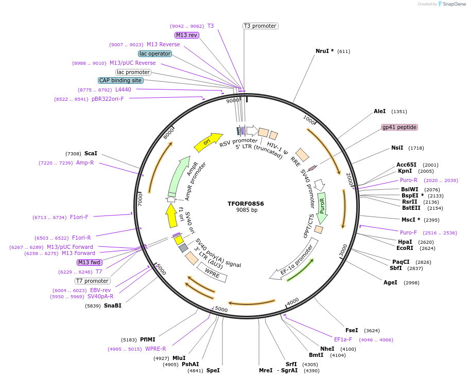 141736-plasmid-map-sequence-id-404258
