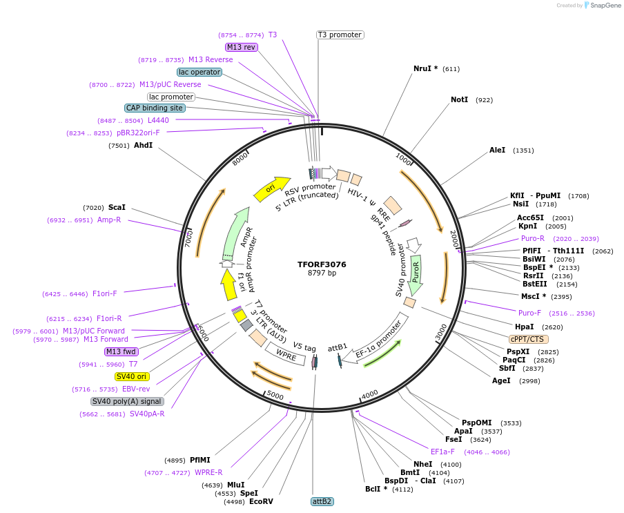 144552-plasmid-map-sequence-id-404259