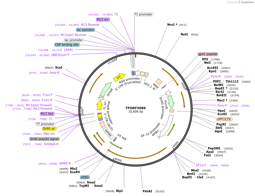 144562-plasmid-map-sequence-id-404262
