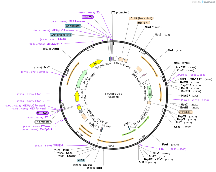 144548-plasmid-map-sequence-id-404263