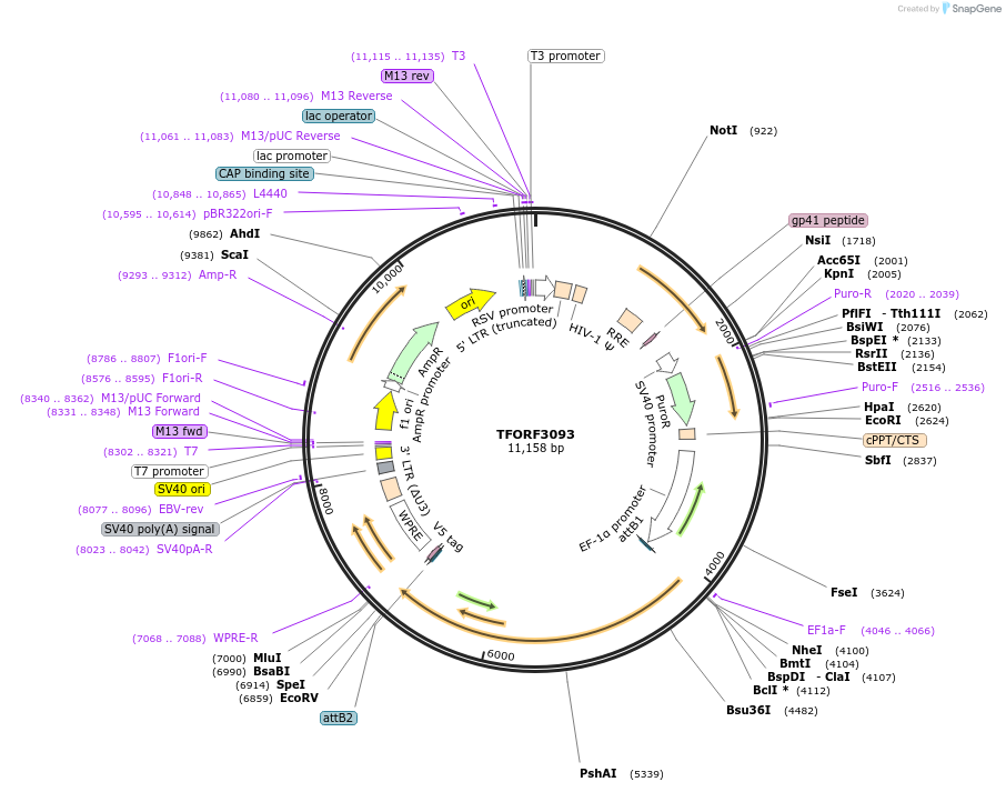144569-plasmid-map-sequence-id-404265