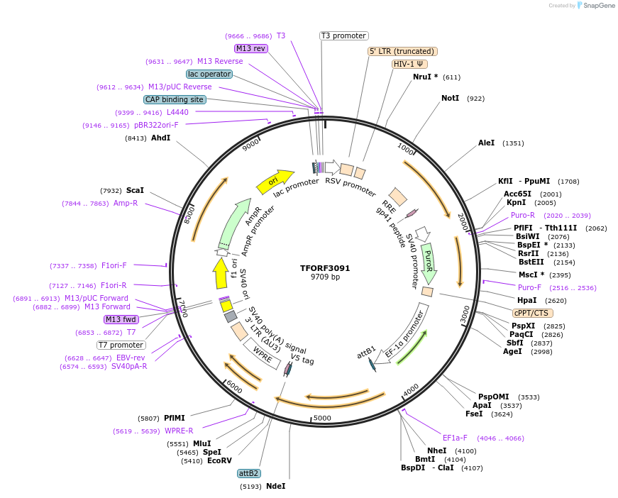 144567-plasmid-map-sequence-id-404266