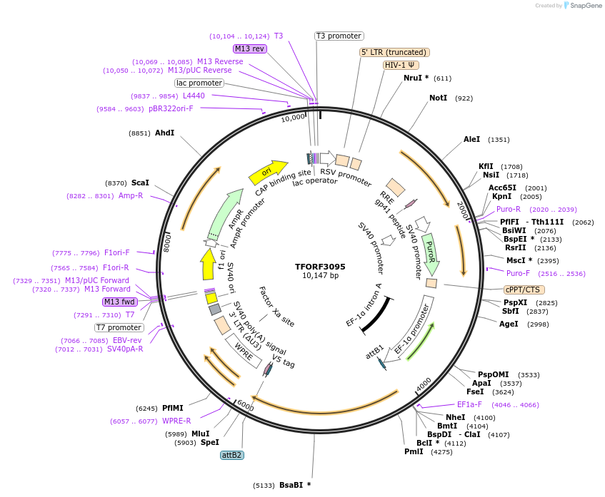 144571-plasmid-map-sequence-id-404267