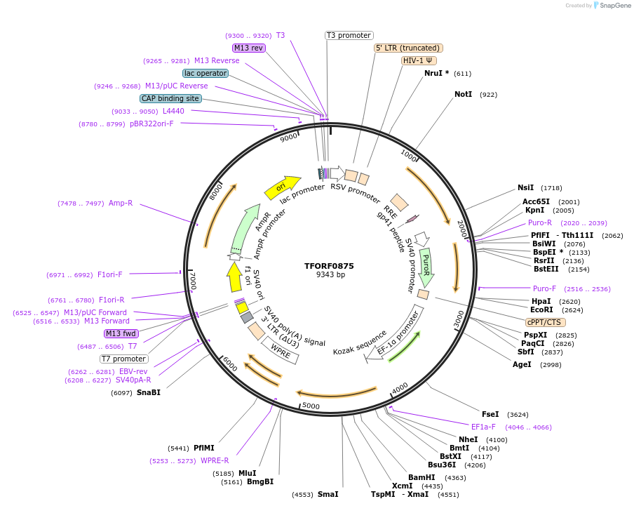 141746-plasmid-map-sequence-id-404268
