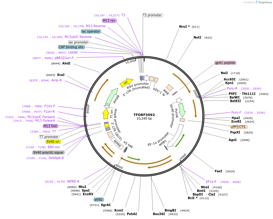 144568-plasmid-map-sequence-id-404269