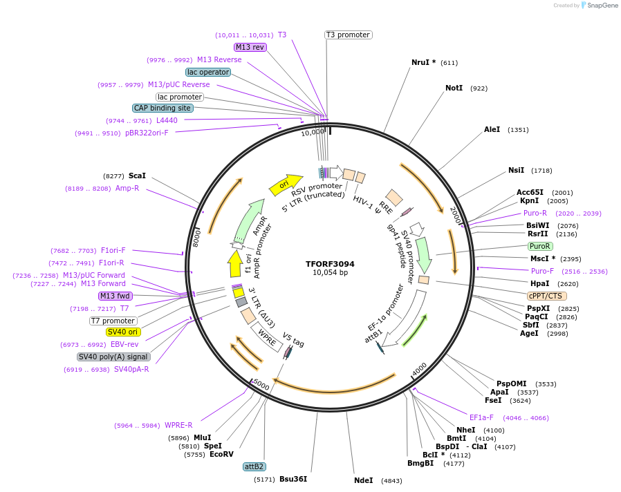 144570-plasmid-map-sequence-id-404270