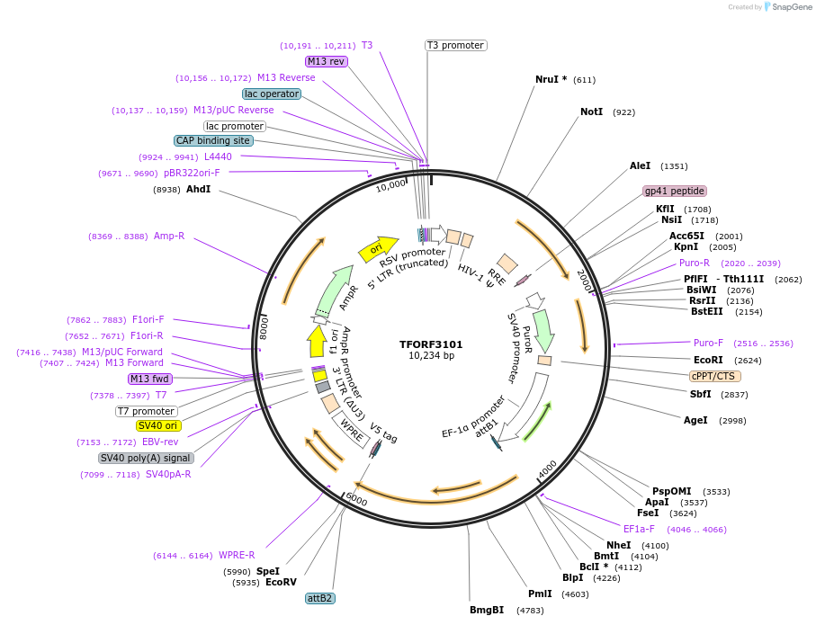 144577-plasmid-map-sequence-id-404272