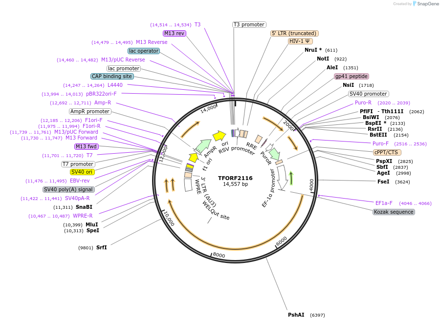 144385-plasmid-map-sequence-id-404273