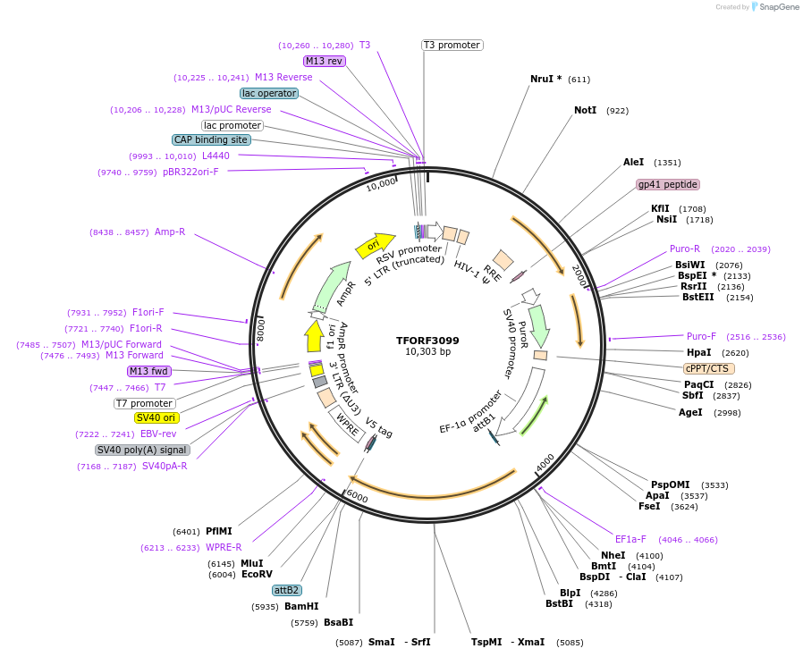 144575-plasmid-map-sequence-id-404276