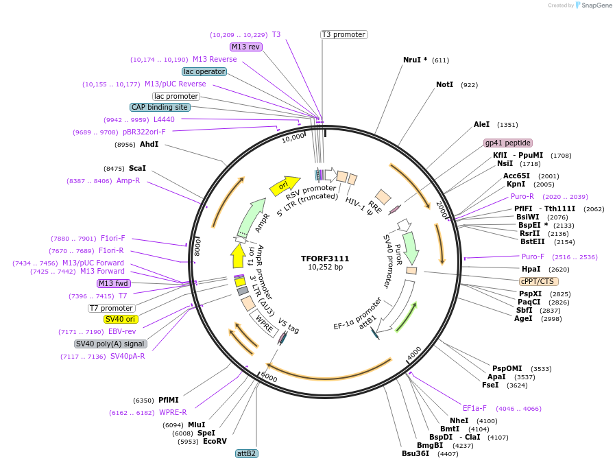 144587-plasmid-map-sequence-id-404277