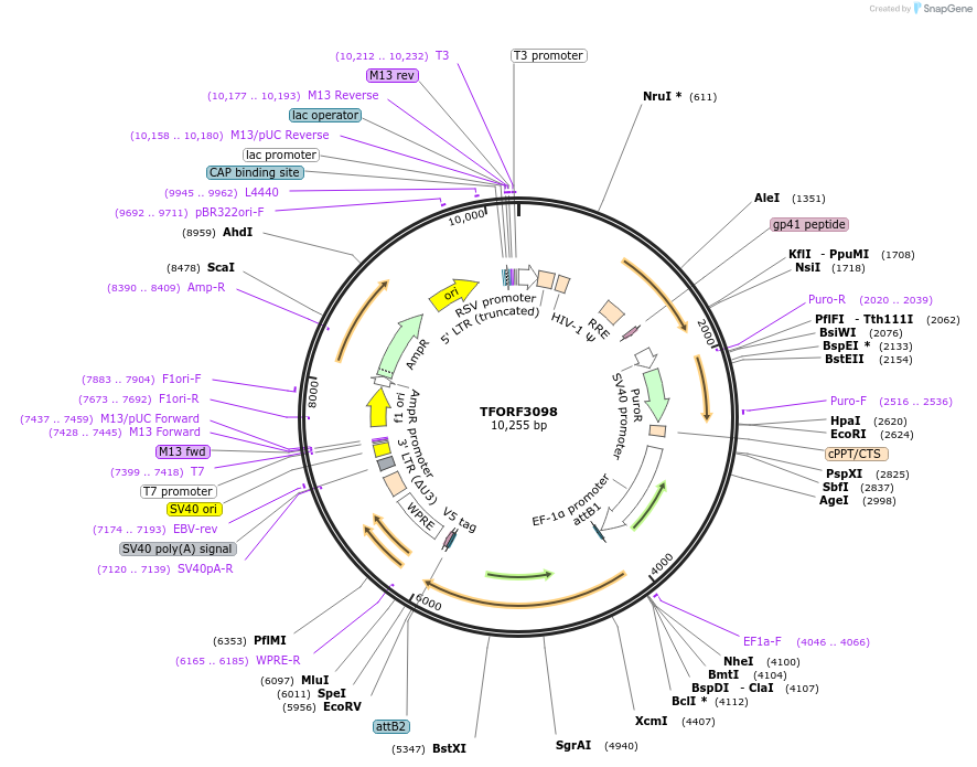144574-plasmid-map-sequence-id-404278