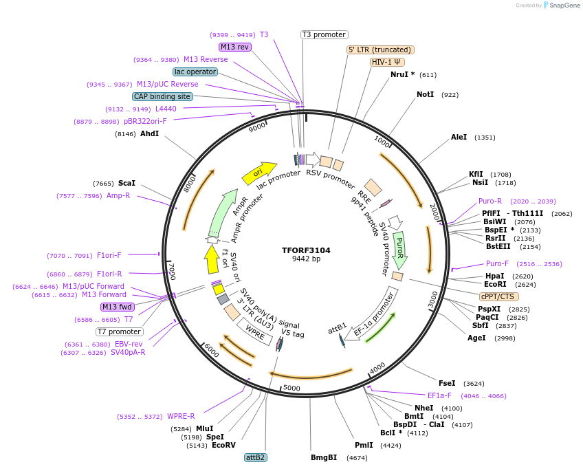 144580-plasmid-map-sequence-id-404280
