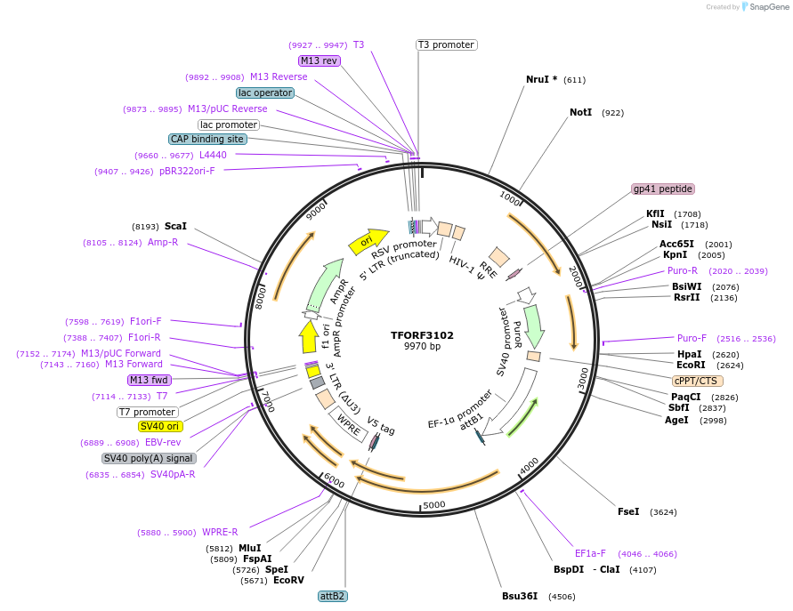 144578-plasmid-map-sequence-id-404282