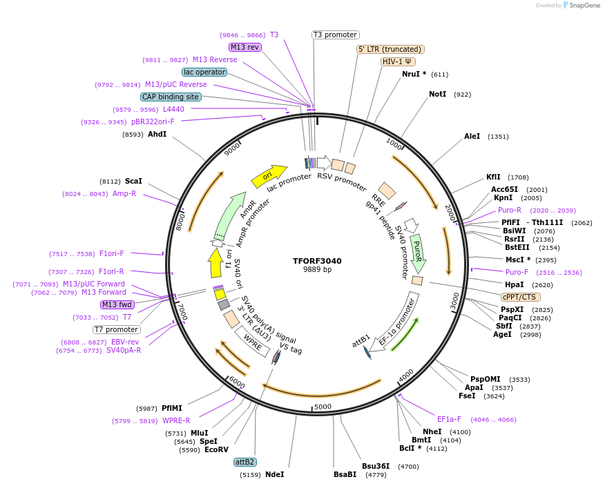 144516-plasmid-map-sequence-id-404285