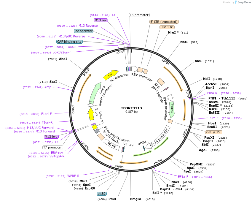 144589-plasmid-map-sequence-id-404289
