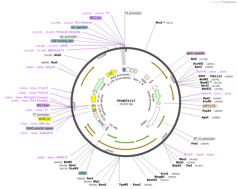 144593-plasmid-map-sequence-id-404292