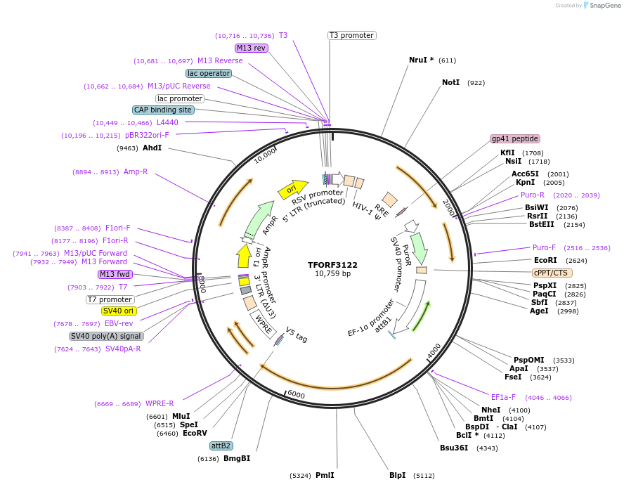 144598-plasmid-map-sequence-id-404293