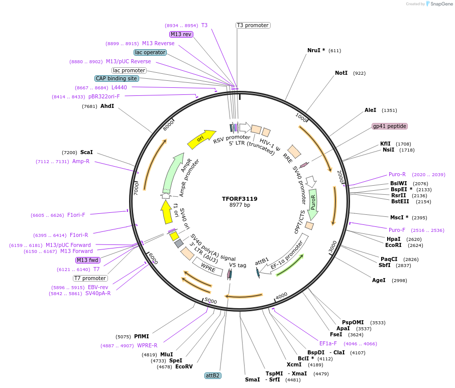 144595-plasmid-map-sequence-id-404295